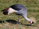 Grey-Crowned Crane (WWT Slimbridge April 2013) - pic by Nigel Key